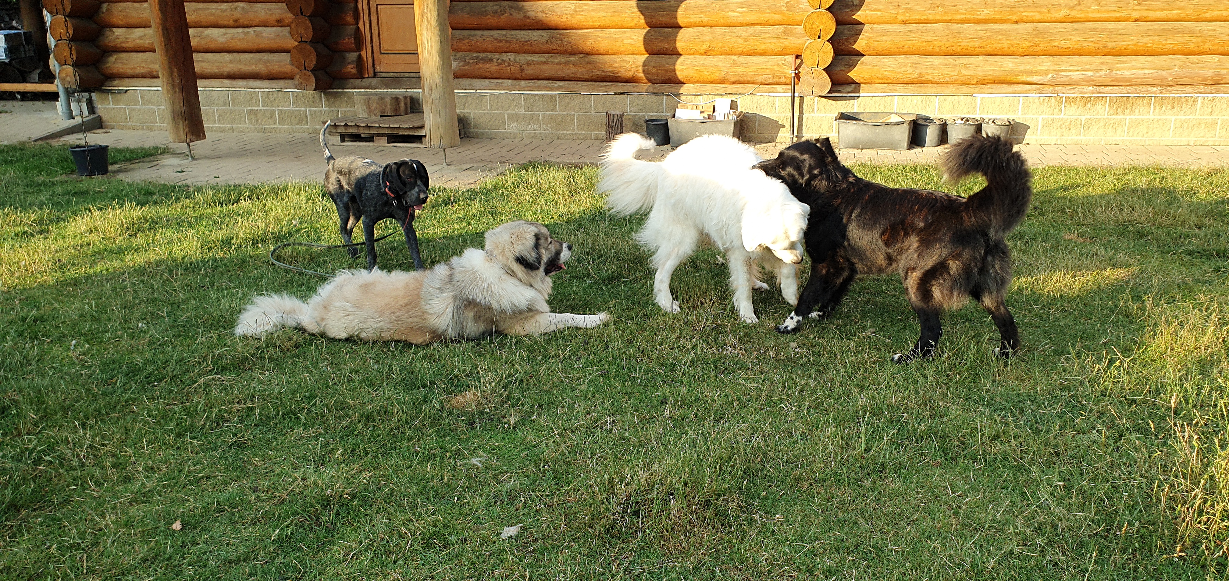 Opuss (něm. ohař), Carmen, Benji a Sára