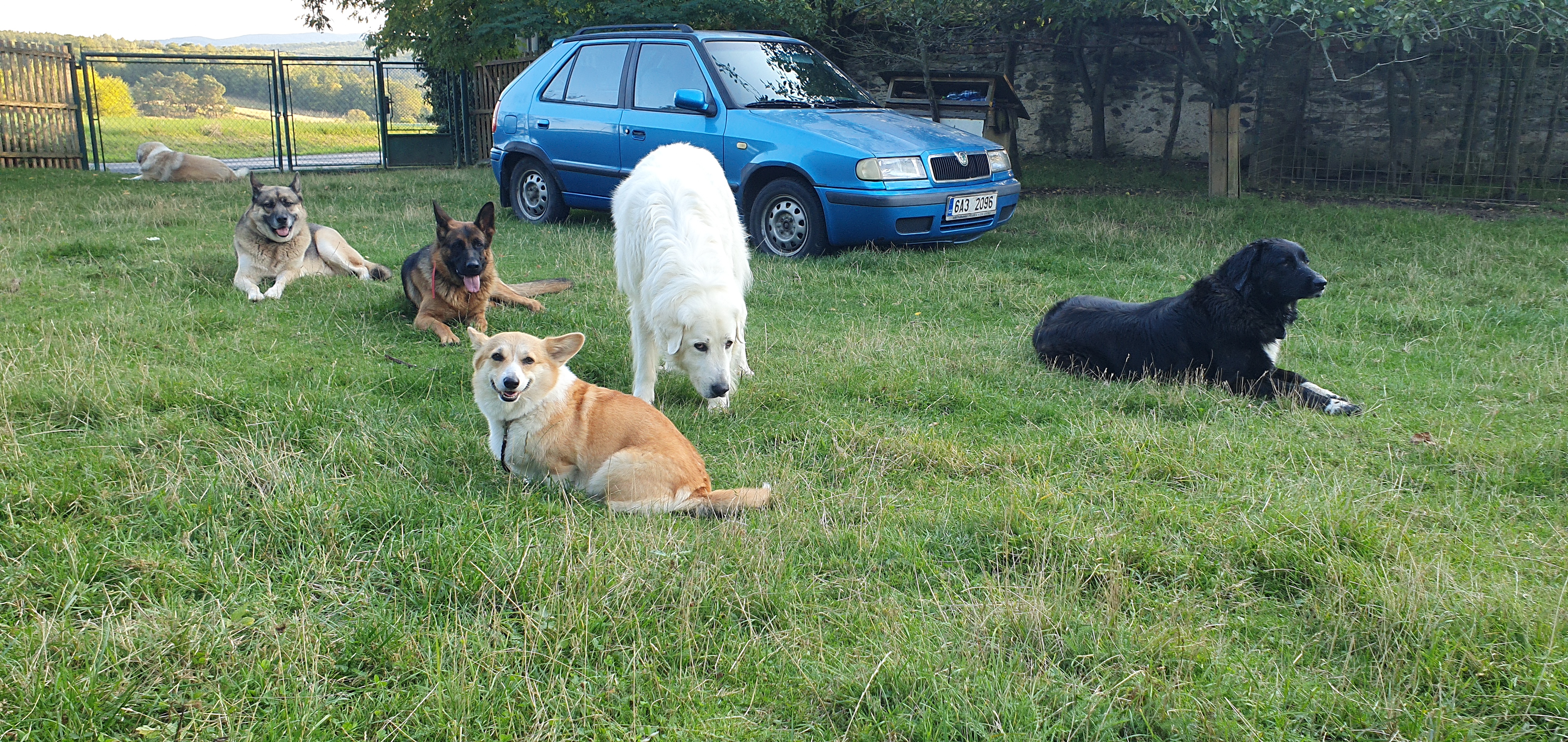 Apollo, Daisy, Růženka, Benji a Sára