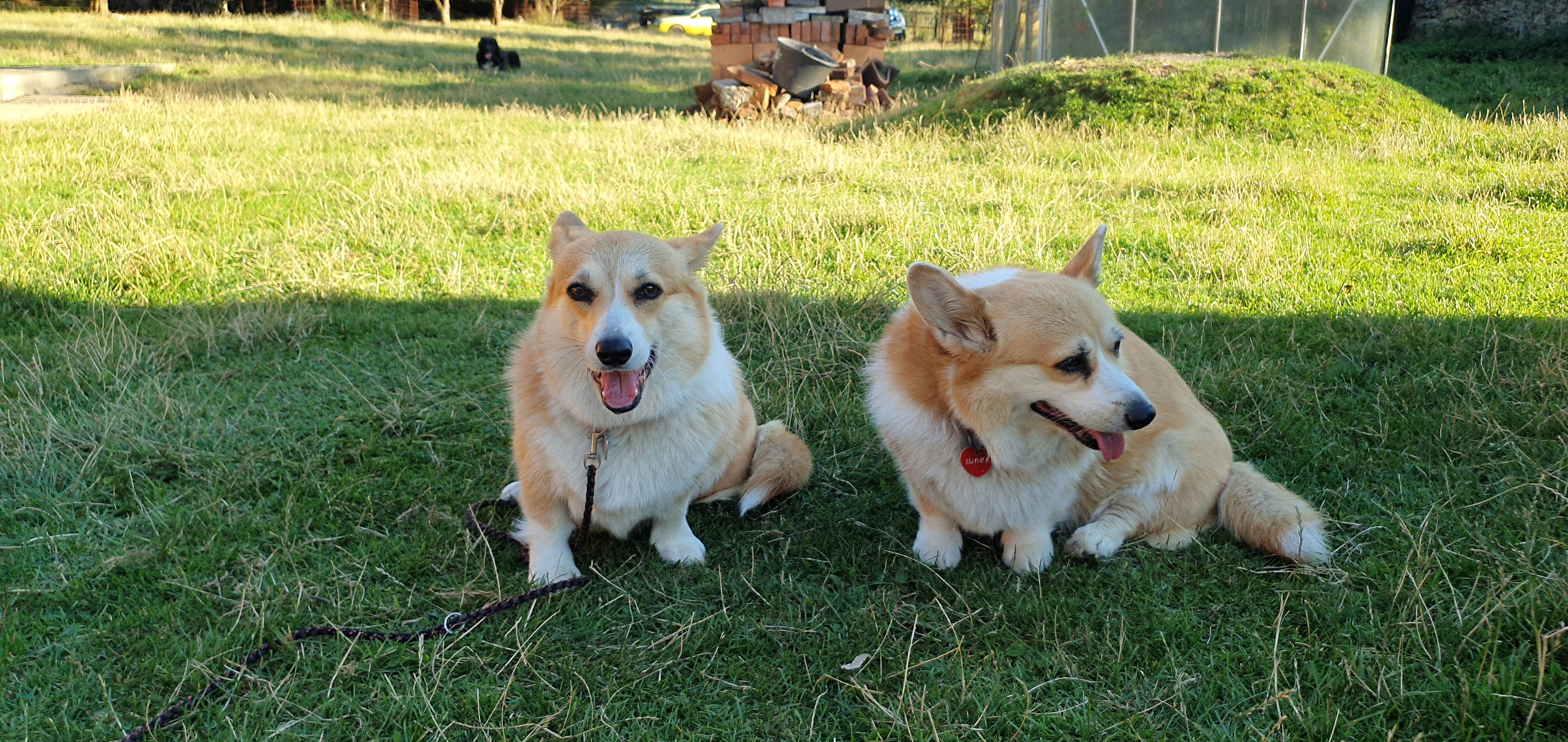 Welsh corgi pembroke - máma s dcerou