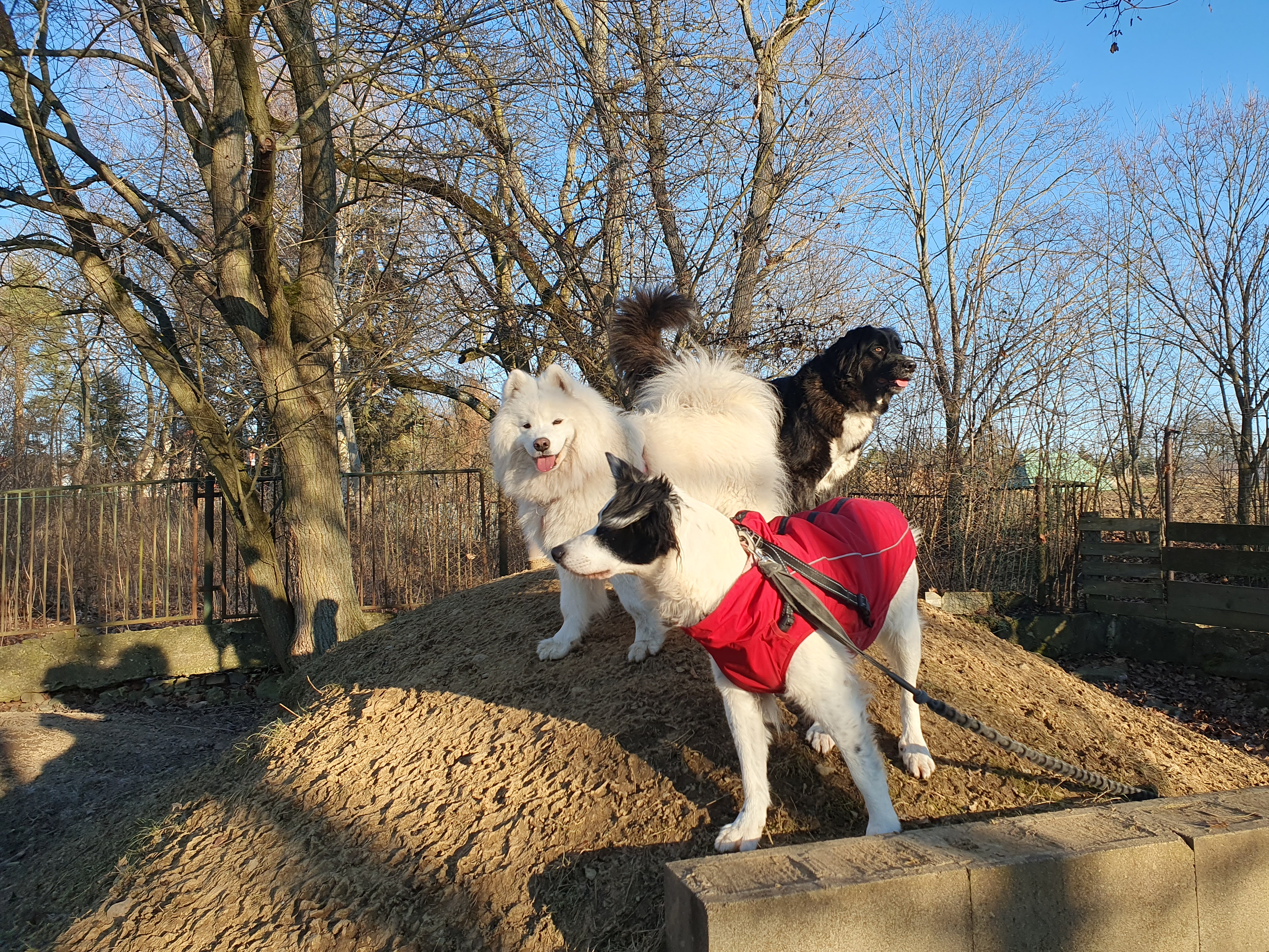 Bajka (samojed), Ria (Border colie) a Sára